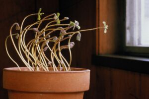 Phototropism