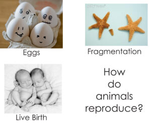 Reproduction