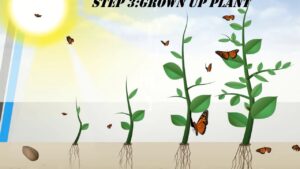 Understanding Plant Growth