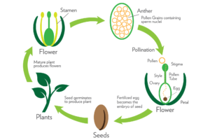 Ways Plants Reproduce