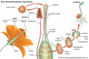 Ways Plants Reproduce
