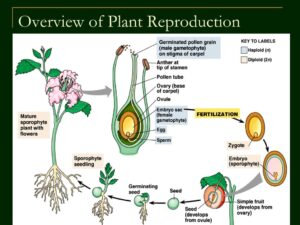Ways Plants Reproduce
