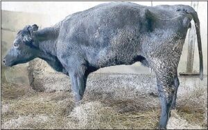 prevention and control of farm animal diseases