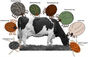 livestock parasites and pests