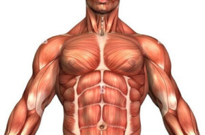 muscles in physical education