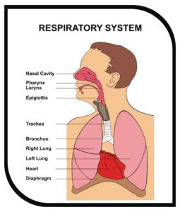 Respiratory System