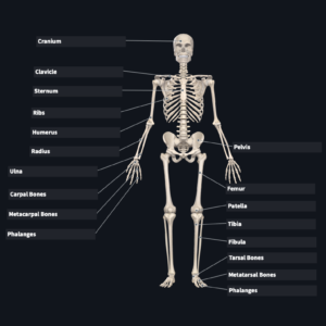 the skeletal system musculoskeletal system