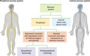 somatic and autonomic nervous system