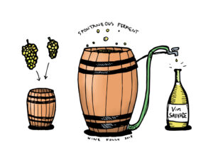 fermented wine