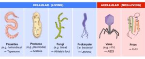 pathogens ii