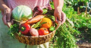 Effects of Timely Harvest versus Late Harvest