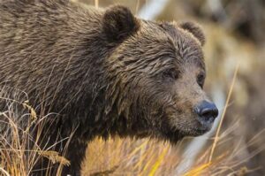 Types of Farm Animals