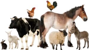 Types of Farm Animals