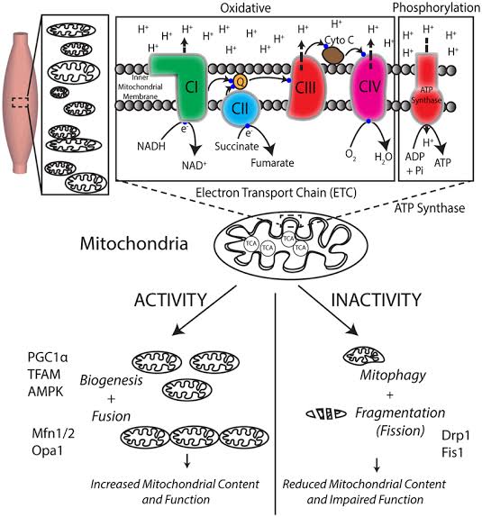 Role of mitochondria in energy production - Class Notes