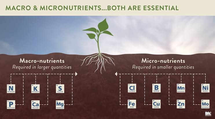 Role of Essential Minerals in Plant Growth and Metabolism - Class Notes