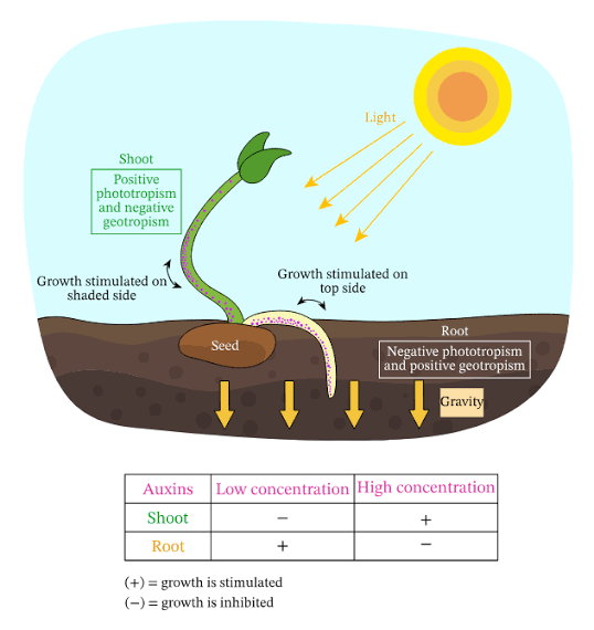 Role of auxins in cell elongation and phototropism - Class Notes