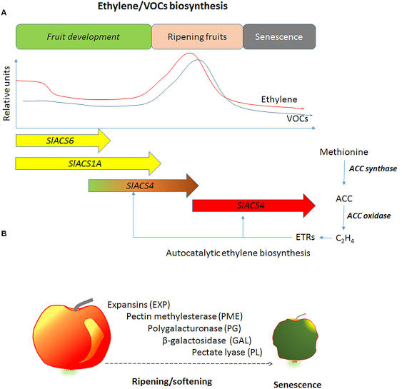 Role of ethylene in fruit ripening and leaf - Class Notes