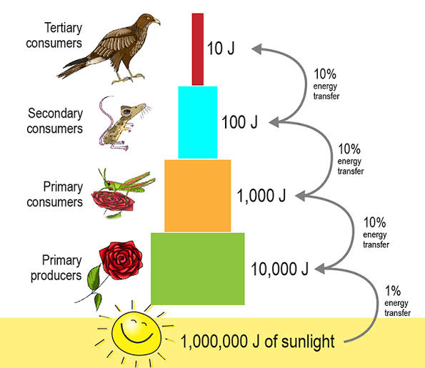 Energy flow and trophic levels - Class Notes