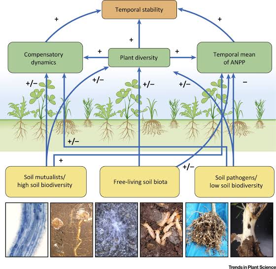 Importance of biodiversity in ecosystem stability - Class Notes