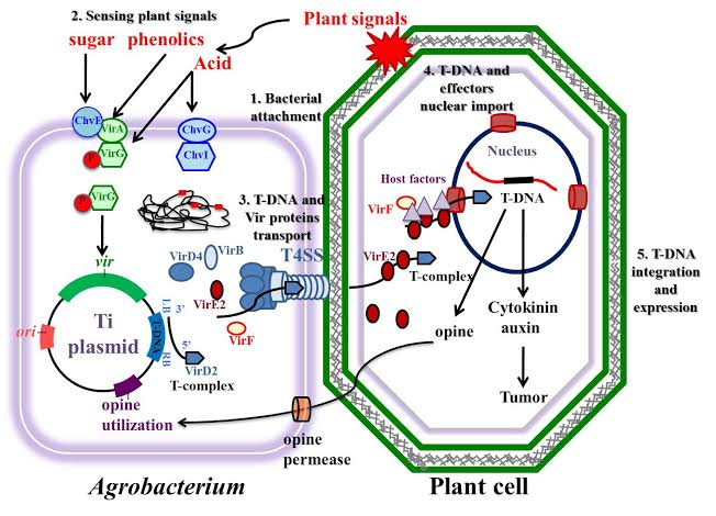 Biolistics (gene gun) and electroporation techniques - ClassNotes.ng