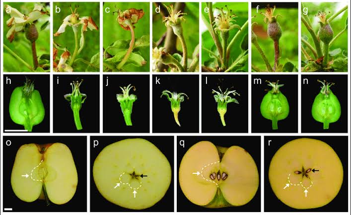 Hormonal control of growth, flowering, and fruit development - Class Notes