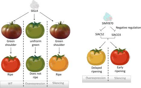 Hormonal control of growth, flowering, and fruit development - Class Notes