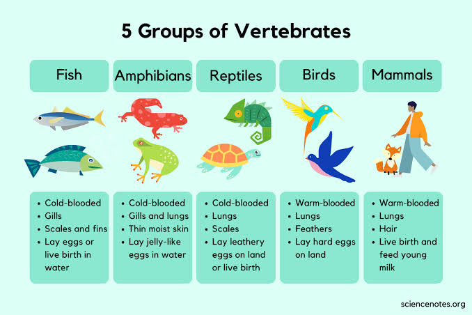 Classification of vertebrates - Class Notes