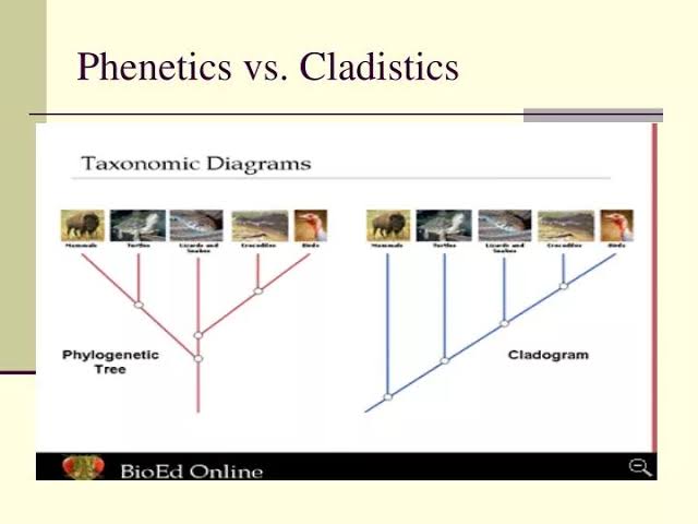 Phylogenetics and basic cladistics - ClassNotes.ng