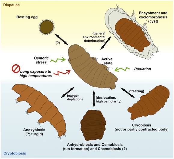 Cryptobiosis, Habitats, Structure - Class Notes