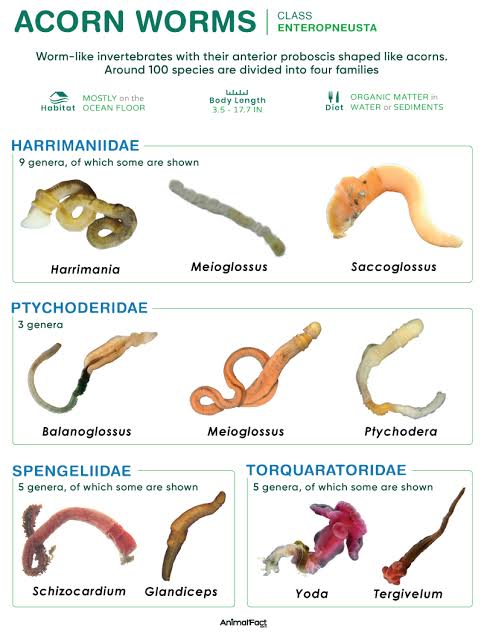 Acorn Worms: Anatomy, Larval Forms, Phylogenetic Position - Class Notes