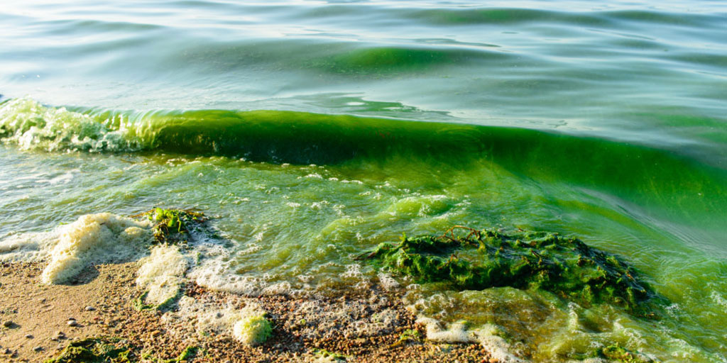 Algal Toxins And Blooms - ClassNotes.ng