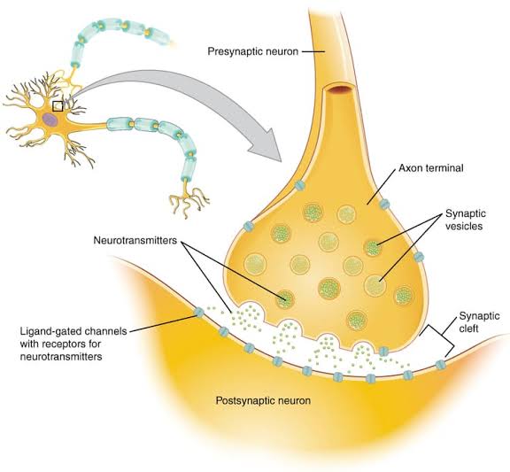 Neurons And Synaptic Transmission - Class Notes
