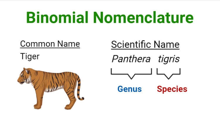 Binomial Nomenclature And Rules Of Naming - Class Notes