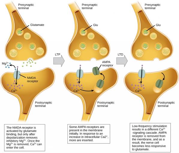Neurons And Synaptic Transmission - Class Notes