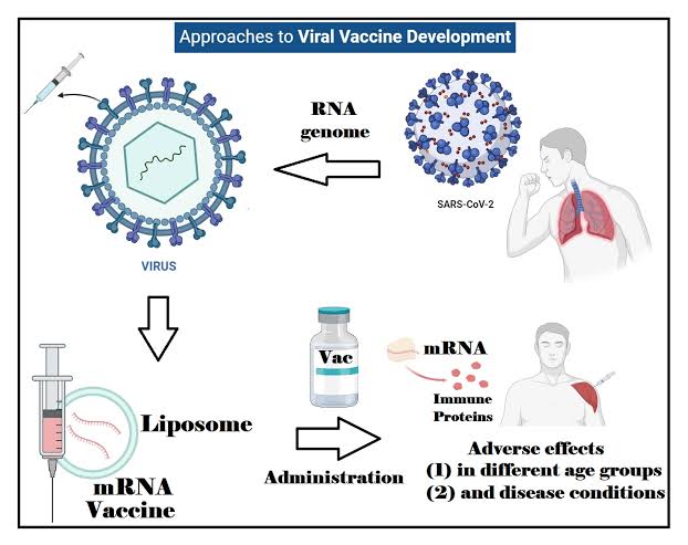 Mrna T mRNA VACCINE DEVELOPMENT - Class Notes
