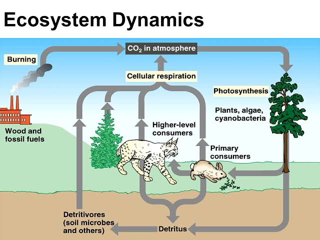 Ecosystem Dynamics & Energy Flow - Class Notes