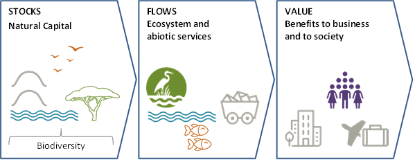 Ecosystem Services Natural Capital Classnotes Ng