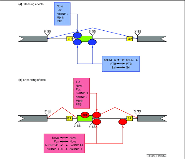 Operon Models (Lac, Trp) - Class Notes