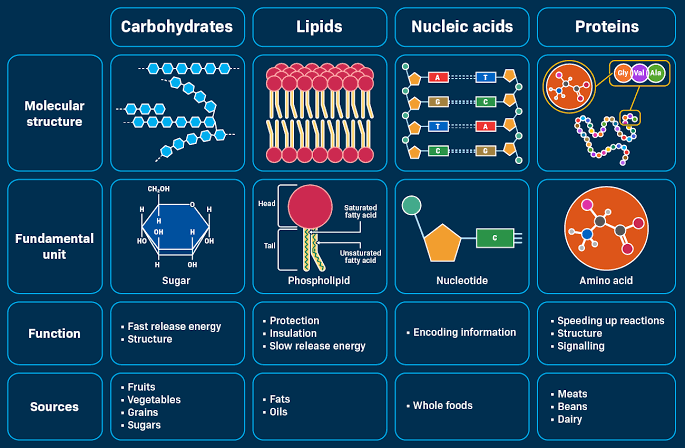 Biomolecules II – Lipids & Amino Acids - Class Notes